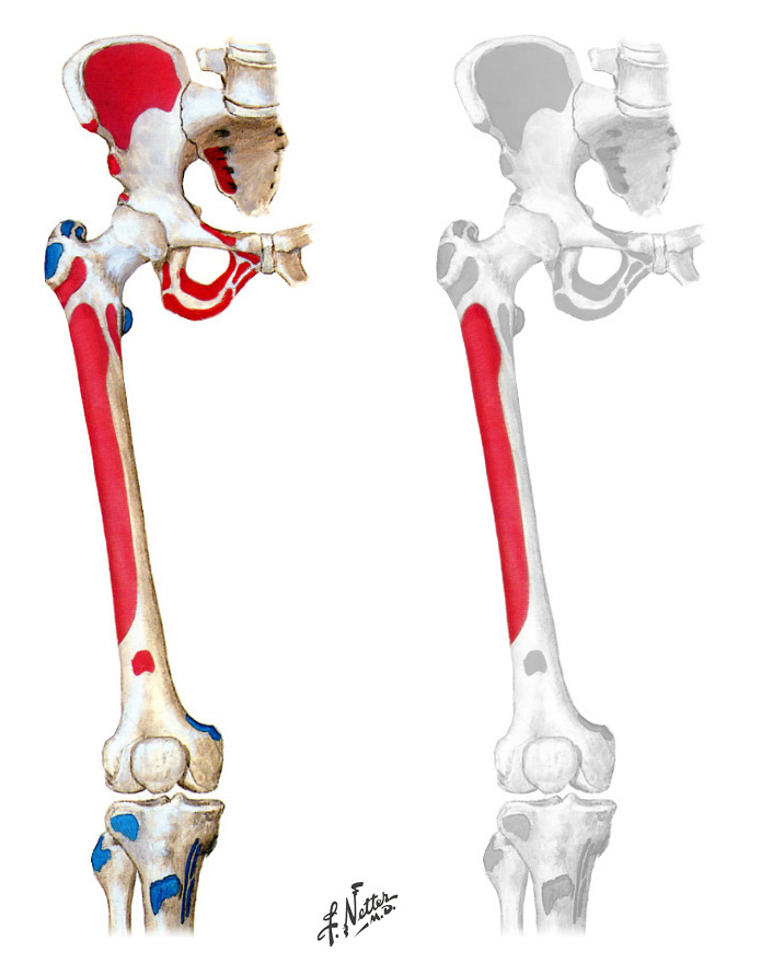 Vastus Intermedius origin