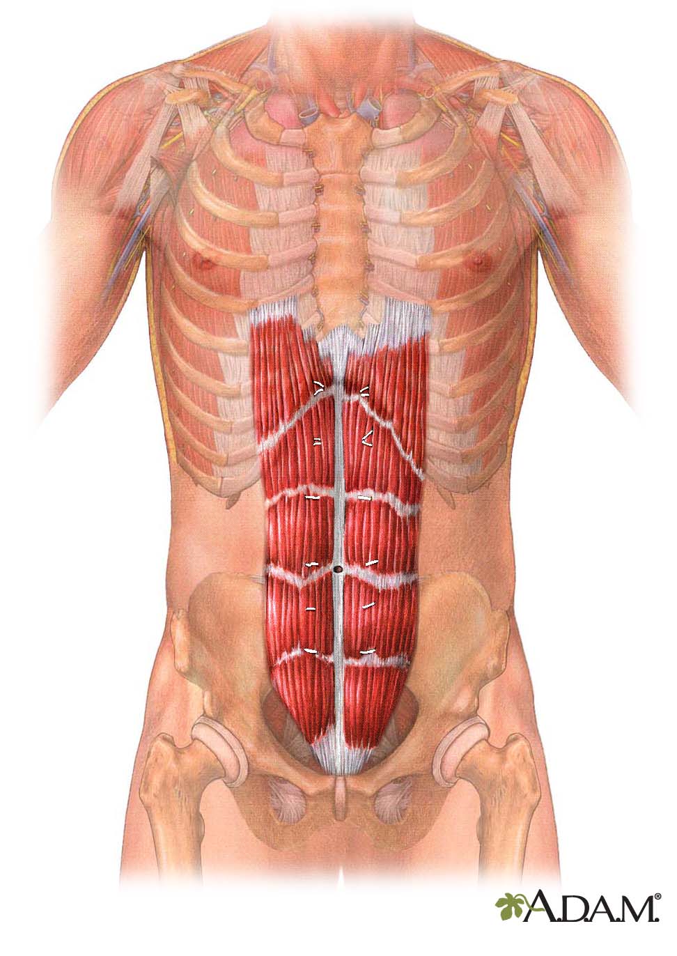 rectus abdominus 1