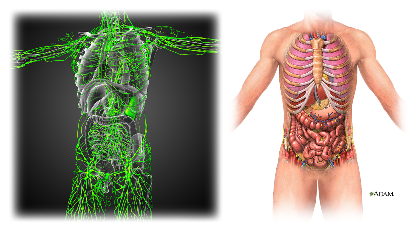 lymph-image